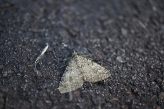 Helastia semisignata