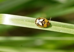 Peltoschema hamadryas