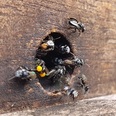 Tetragonula hockingsi