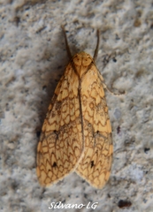 Lophocampa propinqua