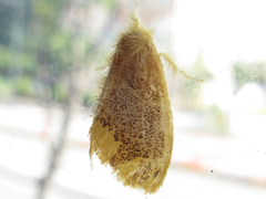 Euproctis pulverea