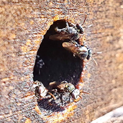 Tetragonula hockingsi