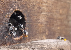 Tetragonula hockingsi