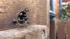 Tetragonula hockingsi