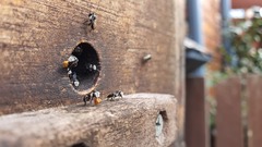 Tetragonula hockingsi