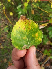 Melampsoridium betulinum