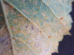 Melampsoridium betulinum