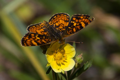 Phyciodes orseis