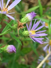 Symphyotrichum