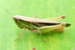 Spathosternum prasiniferum