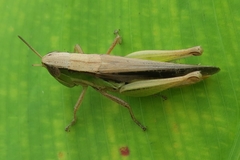 Spathosternum prasiniferum