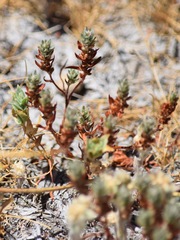 Polygonum polygaloides confertiflorum