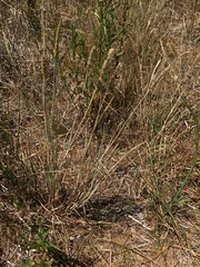 Alopecurus aequalis aequalis