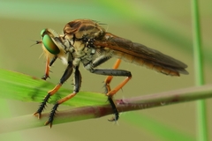 Cophinopoda