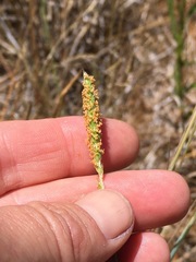 Alopecurus aequalis aequalis