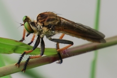 Cophinopoda