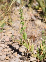 Stachys rigida quercetorum