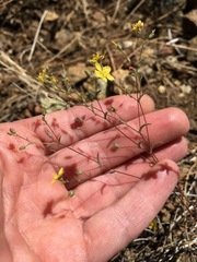 Hesperolinon adenophyllum