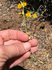 Streptanthus barbiger