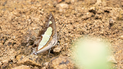 Polyura agraria