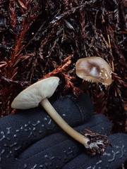 Melanoleuca angelesiana