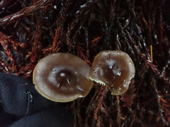 Melanoleuca angelesiana