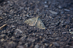 Helastia semisignata