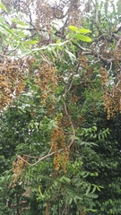 Dysoxylum