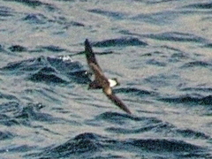 Hydrobates tethys