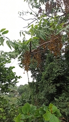 Dysoxylum