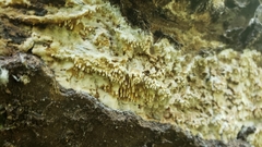 Dentipellis fragilis