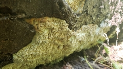 Dentipellis fragilis