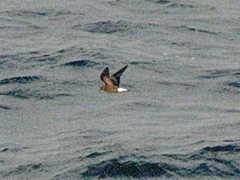 Hydrobates tethys