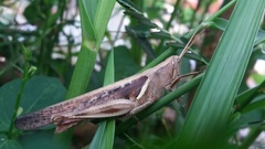 Stenocatantops cornelii
