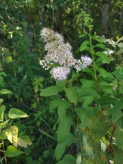 Spiraea × rosalba