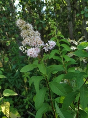 Spiraea × rosalba