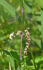 Archilestes californicus