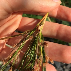 Scirpus pedicellatus