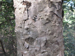 Betula dauurica