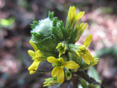Solidago virgaurea asiatica
