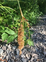 Scirpus pedicellatus