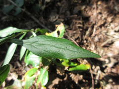 Solidago virgaurea asiatica