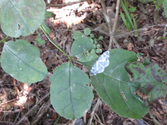 Fraxinus chinensis