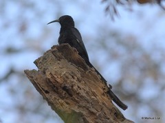 Phoeniculus somaliensis