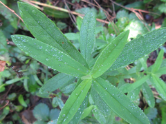 Gypsophila oldhamiana