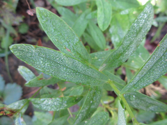 Gypsophila oldhamiana