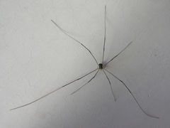 Oligolophus tienmushanensis