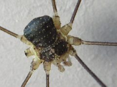 Oligolophus tienmushanensis