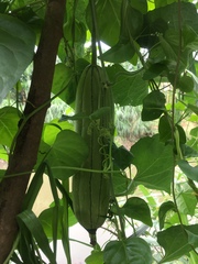 Luffa