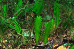 Scalpel Green Seaweed